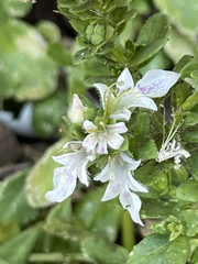 Teucrium townsendii