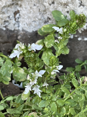 Teucrium townsendii