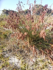 Thamnochortus punctatus