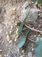 Asclepias cryptoceras davisii