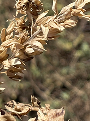 Teucrium townsendii