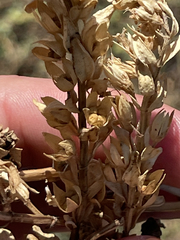 Teucrium townsendii