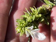 Teucrium townsendii