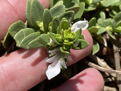 Teucrium townsendii