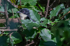 Laniarius major mossambicus