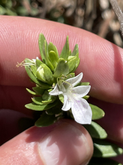 Teucrium townsendii