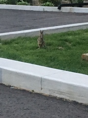 Sylvilagus floridanus