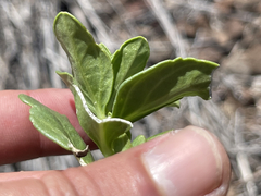 Teucrium townsendii