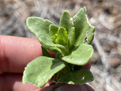Teucrium townsendii