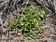 Teucrium townsendii