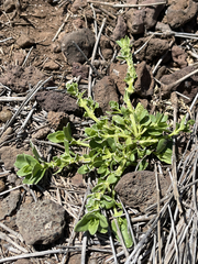 Teucrium townsendii