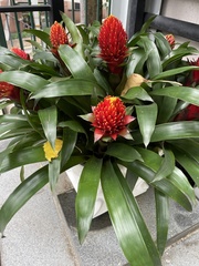 Guzmania conifera