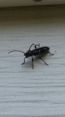 Phymatodes nitidus
