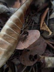 Orthoptera