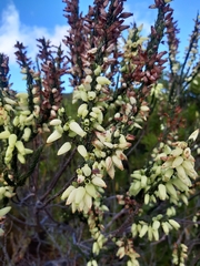 Erica filipendula