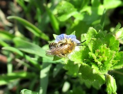 Andrena varians
