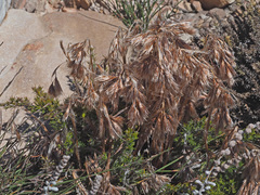 Thamnochortus acuminatus