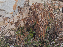 Thamnochortus acuminatus