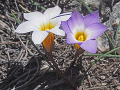 Romulea atrandra esterhuyseniae