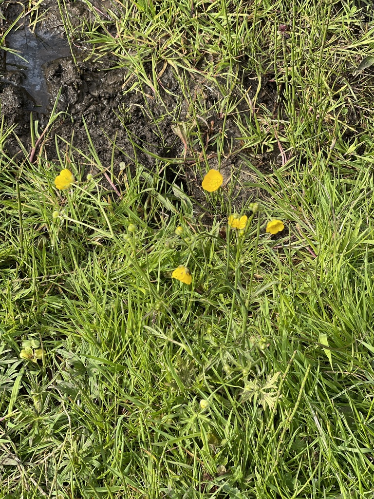 meadow buttercup from Renfrew Ave, St Helens, England, GB on April 30