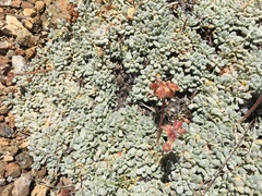 Eriogonum desertorum
