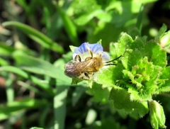 Andrena varians