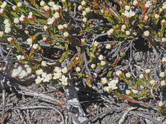 Lachnaea laniflora