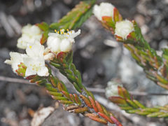 Lachnaea laniflora