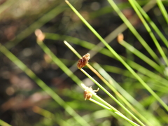 Fimbristylis nutans