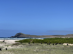 Corvus corax sinuatus