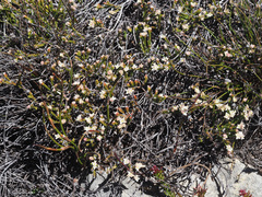 Lachnaea laniflora