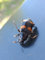 Nicrophorus sayi