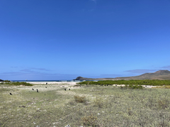 Corvus corax sinuatus