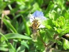 Andrena varians