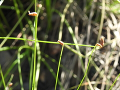 Fimbristylis nutans