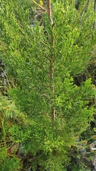 Widdringtonia nodiflora