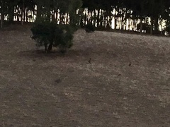 Macropus fuliginosus