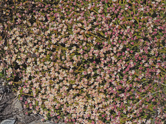 Lachnaea laniflora
