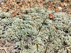 Eriogonum desertorum