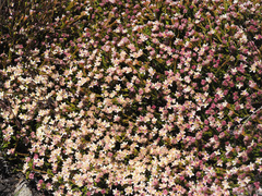 Lachnaea laniflora