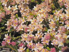 Lachnaea laniflora