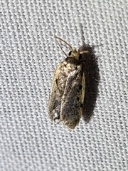Hoplostega ochroma