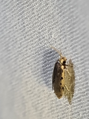 Hoplostega ochroma