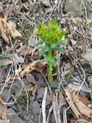Euphorbia hylonoma