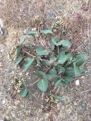 Asclepias cryptoceras davisii