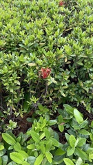Ixora coccinea