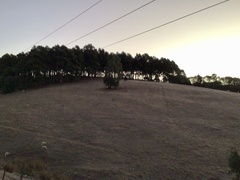 Macropus fuliginosus