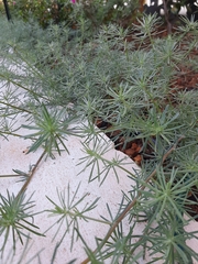 Lotus berthelotii