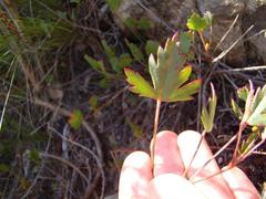 Pelargonium setulosum