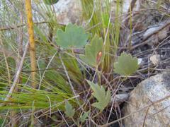 Pelargonium setulosum